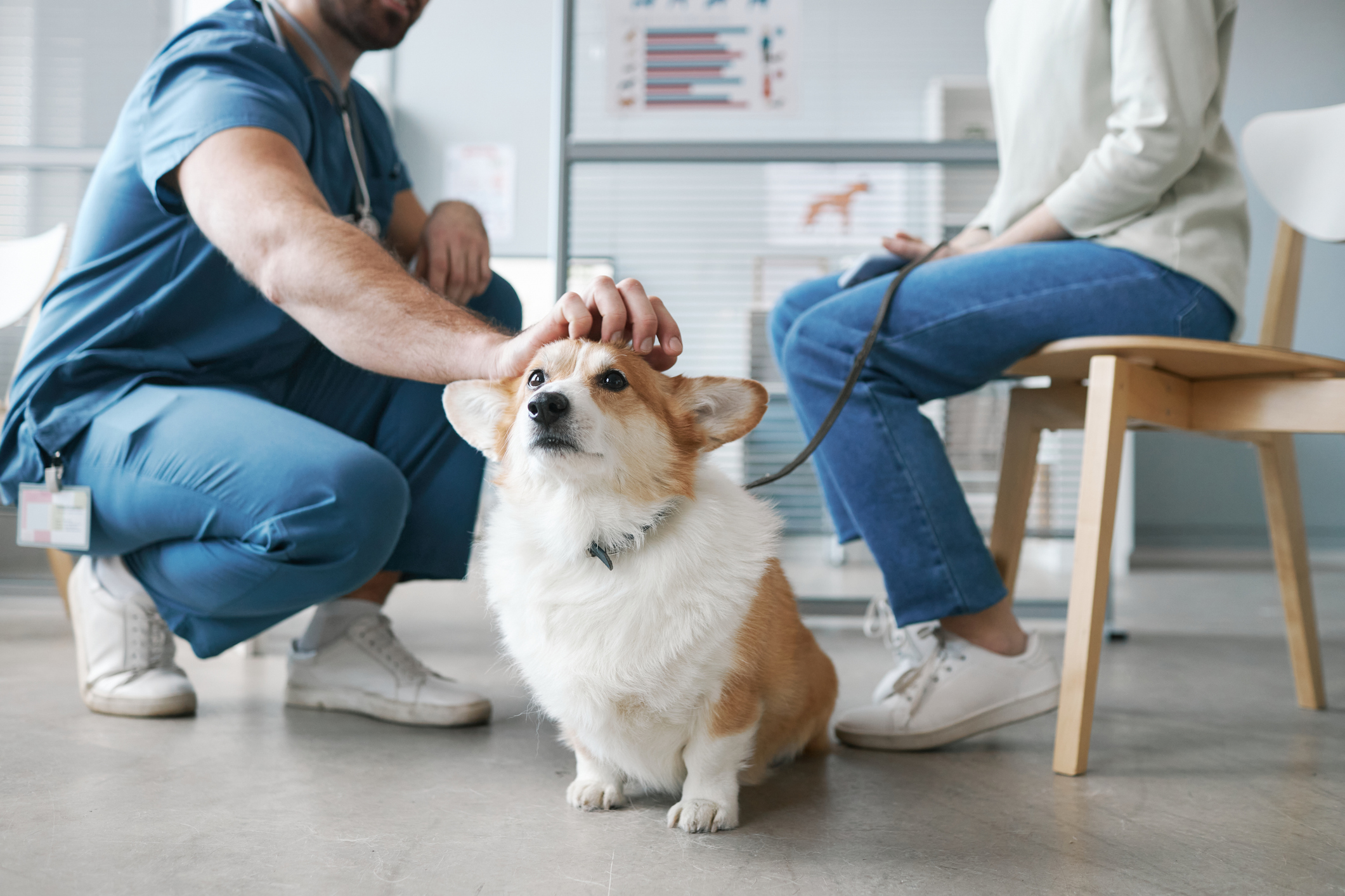Kann man eine Hundekrankenversicherung rückwirkend abschließen?
