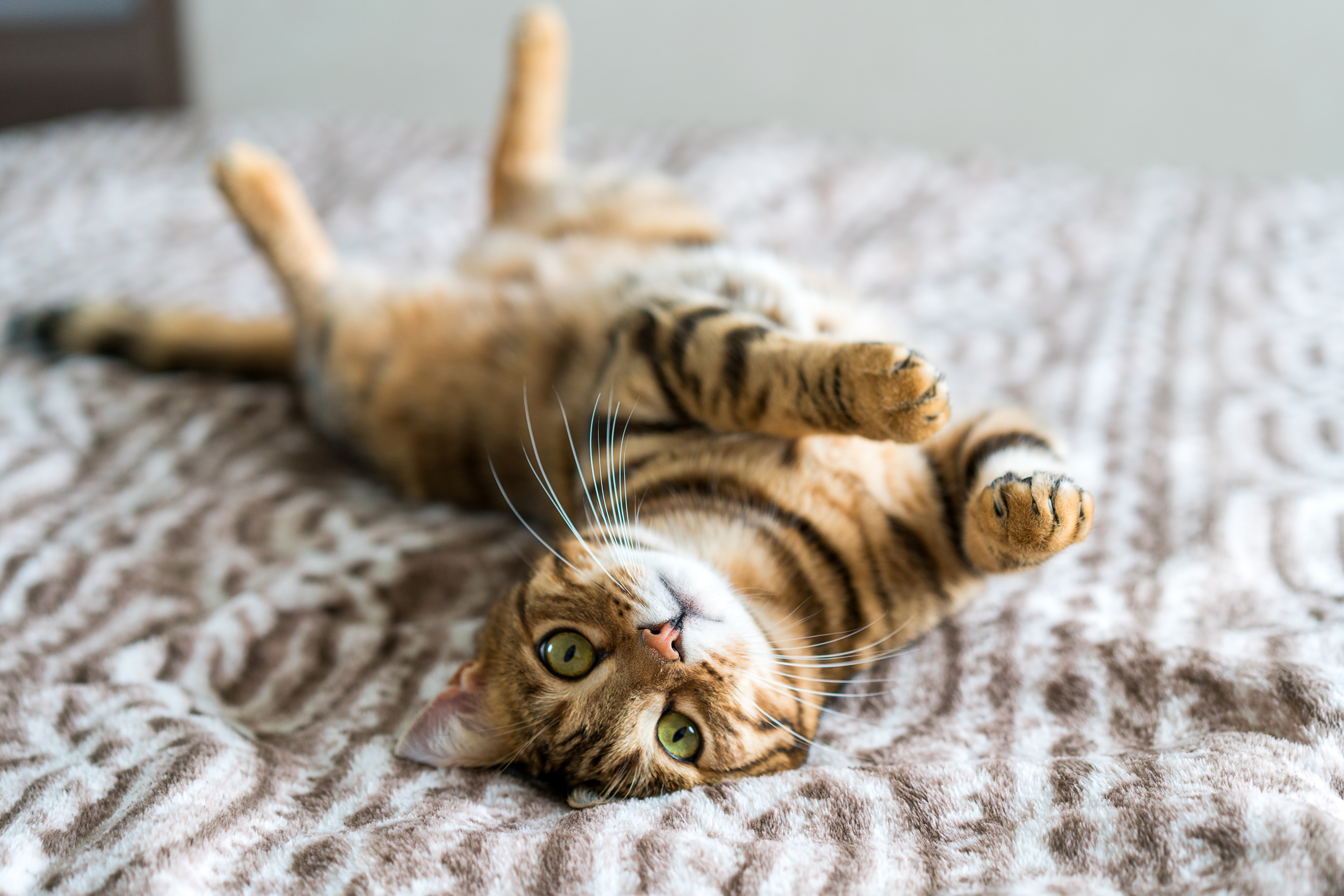 OP-Versicherung für Katzen in Österreich