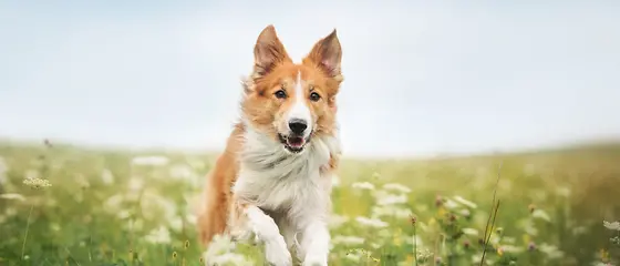 Vergleich: So finden Sie die beste Hundekrankenversicherung in Österreich Ein Hund läuft über eine Wiese