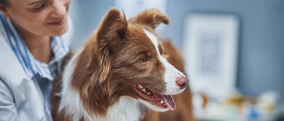 Ein Hund beim Tierarzt ist mit einer Krankenversicherung sinnvoll abgesichert.