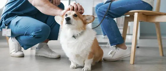 Kann man eine Hundekrankenversicherung rückwirkend abschließen?  Ein Hund sitzt im Wartezimmer und wird von einem Tierarzt gestreichelt.
