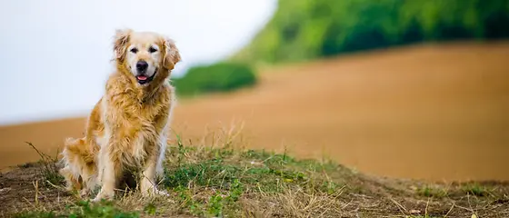 Ein älterer Hund liegt glücklich auf einer Wiese.