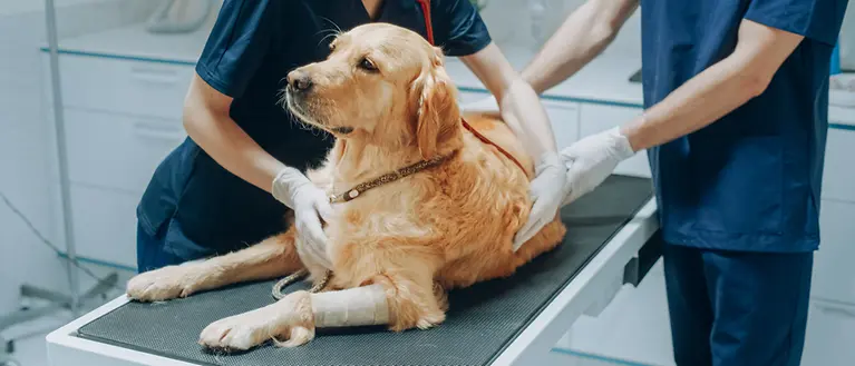 Ein Hund ist nach einer OP mit Verband an der Pfote beim Tierarzt zur Nachbehandlung.