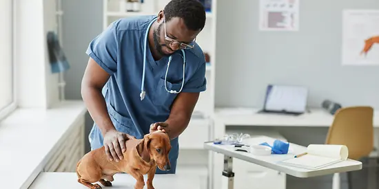 Ein Hund wird von einem Tierarzthelfer untersucht. 