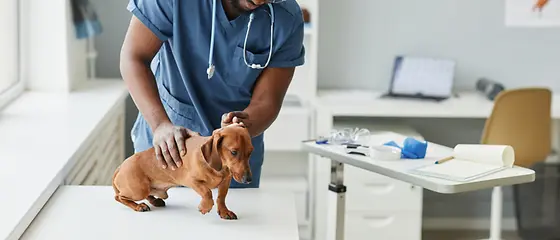 Ein Hund wird von einer Tierarzthelferin untersucht. 