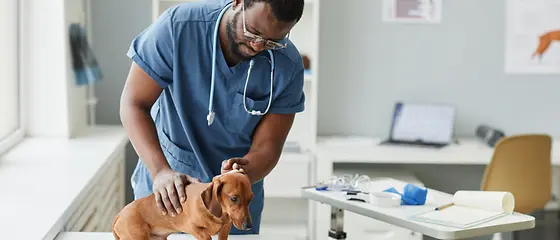 Ein Hund wird von einem Tierarzthelfer untersucht. 