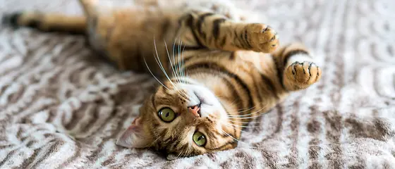 Eine Katze liegt mit dem Rücken auf einer Decke und schaut in die Kamera.